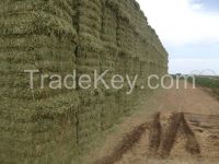 We Sell Quality Sun Dried Alfalfa Hay in South Africa