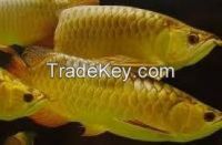 Arowana Fishes of all kinds