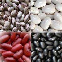 Red Speckled Kidney bean- SUGAR BEANS GRADE AA