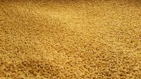 Barley Seed- Premium Grade