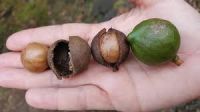 Macadamia Nut without and In Shell