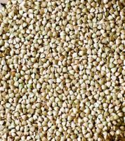 High Quality Buckwheat