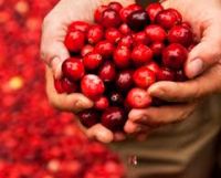 Fresh Quality Cranberries Supplier