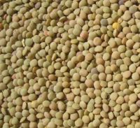 whole green lentils for sale