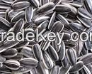 high grade soyabeans seeds