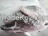 Frozen Sea Bass Fish