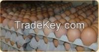 FARM FRESH BROWN AND WHITE POULTRY eggs