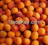 Fresh Apricots