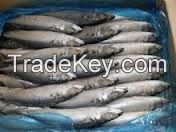 SARDINE FISH from South Africa