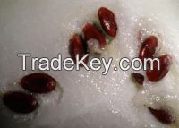 watermelon seed red color CIQ Test