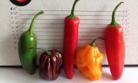 Good quality products Red Hot Chilli