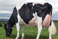 High Quality Live Dairy Cows / Pregnant Holstein Heifers /100% Full Blood Boer Goats