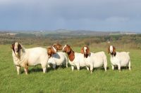 Live Boer Goats, Live Sheep, Cattle, Lambs at moderate price