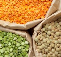 High Quality Red and Green Lentils
