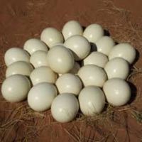 Ostrich Eggs