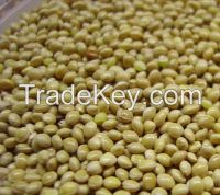 Yellow Millets