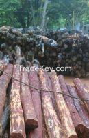 INDIAN RED SANDER WOOD LOGS