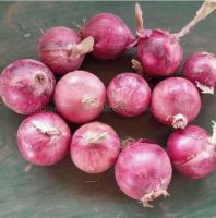 Best Quality Onions