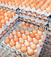 Broiler Hatching Eggs Cobb 500 and Ross 308 , Table Eggs , Fresh Chicken Table Eggs