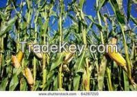 Yellow Maize, Wheat, Barley, animal feed, meat and bone meal(MBM) Rape Seeds, sunflower seeds, Flax Seeds