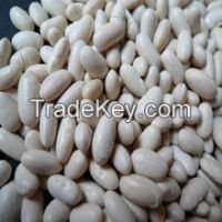 Kidney Beans, white kidney beans ( 100-120 , 180-200 , 200-200 / 100 grams), Light Speckled Kidney Beans(Long Shape) Size 220-240 pcs