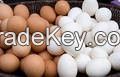 POULTRY FRESH EGGS, CHICKEN EGGS , White and brown Chicken Eggs