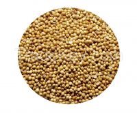 Coriander