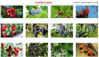 GMP factory supply all kinds of Anthocyanins