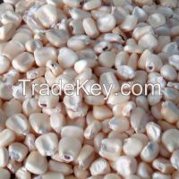 Sell White Dry Maize