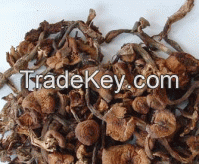 Sell Dried Mushroom  (Dried Nameko)