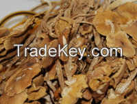 Sell Dried Agrocybe Cylindracea(mushroom)