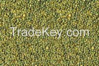 Green Millet