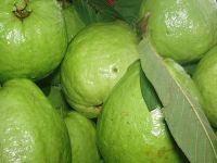 FRESH GUAVA