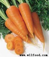 carrot with good quality and competive price