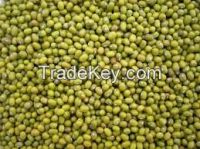 Best quality green mung beans