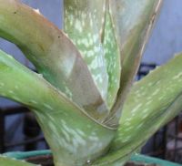 Sell Aloe Vera Leaf/Extract.