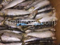 frozen sardine 8-10pcs/kg