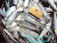 frozen sardine 7-9pcs/kg for bait