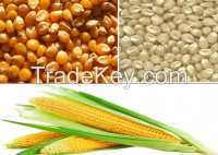 Sweet white corn for sale