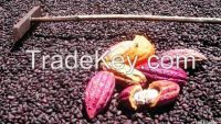 Grade A Cocoa Beans