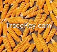 Yellow Maize for Sale