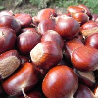 chestnuts