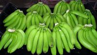 green Cavendish banana