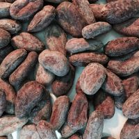 RAW COCOA BEANS