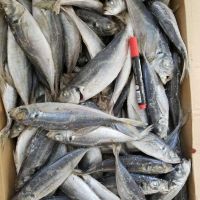 seafood frozen horse mackerel blocks fish