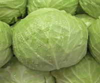 Fresh Cabbages