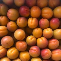 Fresh Apricots