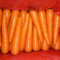 Fresh Carrots