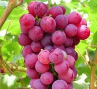 Fresh Grapes