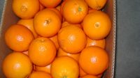 Fresh Oranges